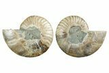 Cut & Polished, Agatized Ammonite Fossil - Madagascar #347534-1